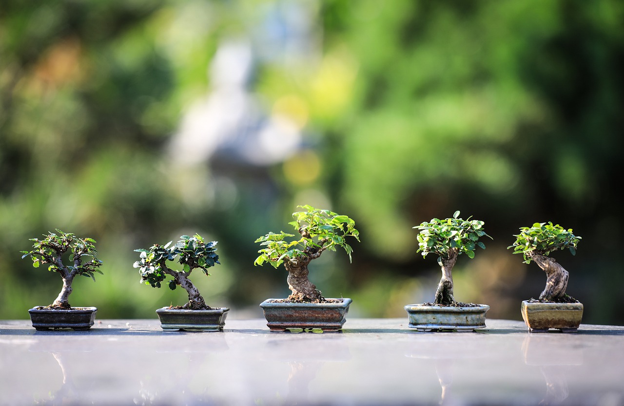 bonsai-g9595d545d_1280
